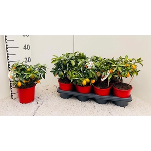 Citrus margarita Kumquat medi-bush