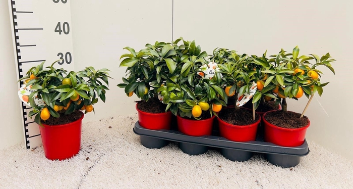 <h4>Citrus margarita Kumquat medi-bush</h4>