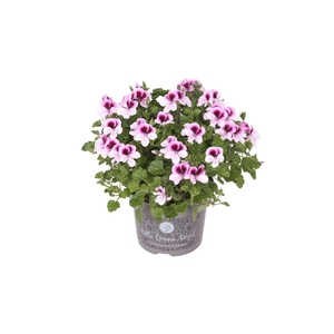 Pelargonium gran.   ..