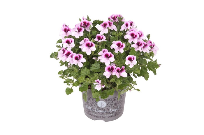 <h4>Pelargonium gran. ..</h4>
