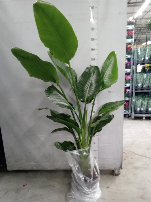 <h4>Strelitzia nicolai</h4>