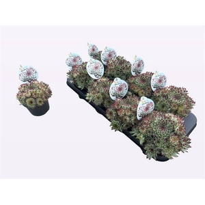 SEMPERVIVUM MINT MARVEL P12