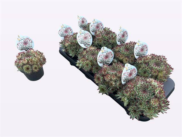 <h4>SEMPERVIVUM MINT MARVEL P12</h4>
