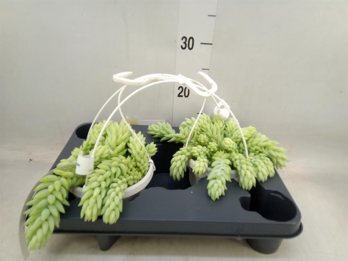 <h4>Sedum morganianum</h4>