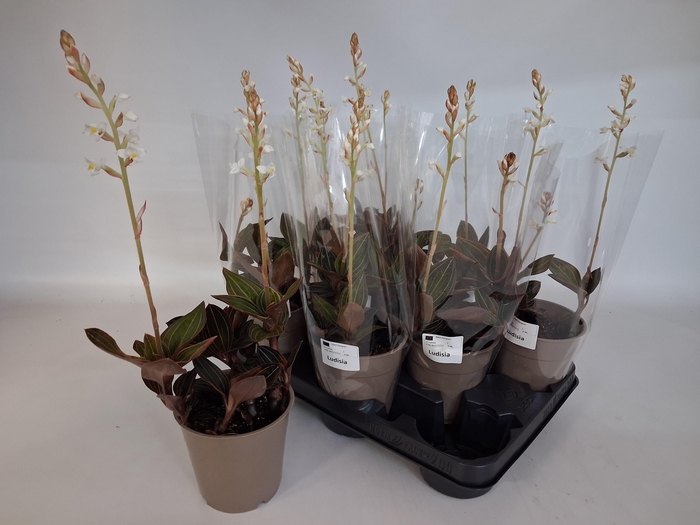 <h4>LUD DISCOLOR</h4>