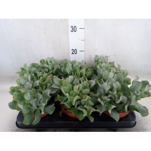 Crassula arborescens subsp. undilat