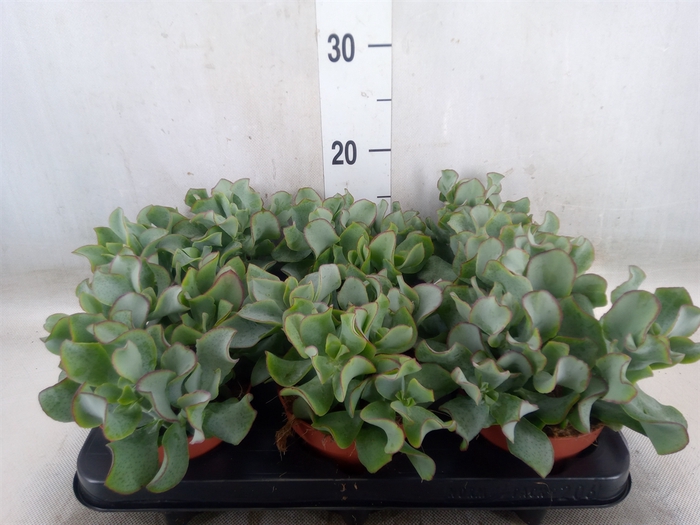 <h4>Crassula arborescens subsp. undilat</h4>