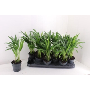 !! PROMO !! DYPSIS LUTESCENS P10.5