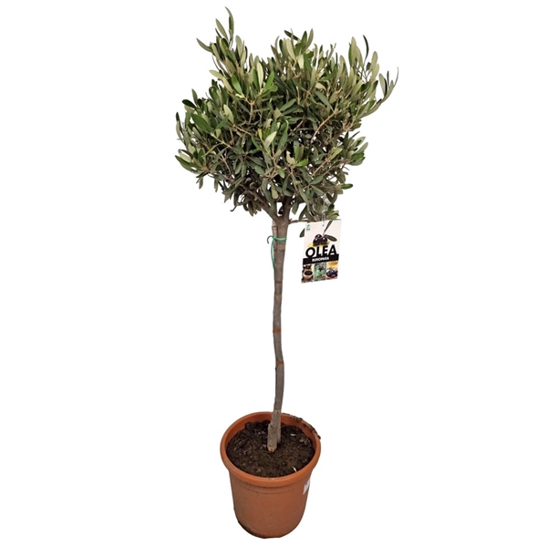 <h4>Olea Europaea Stem - 1241</h4>