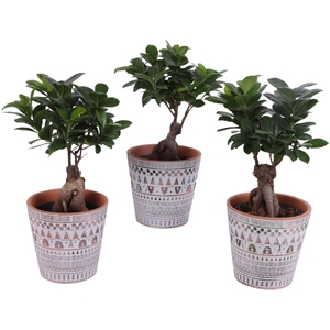 Ficus m. Ginseng Ball Shape Ø12cm in Ø14cm Ceramic