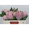 Protea Cynaroides