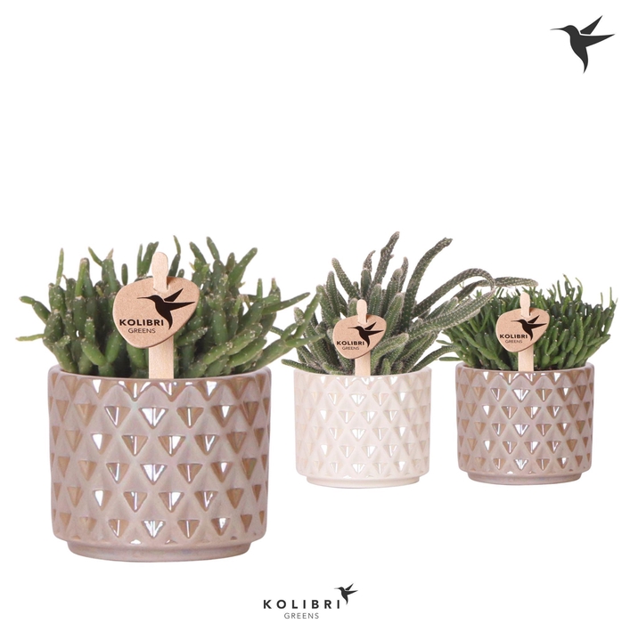 <h4>Kolibri Greens Rhipsalis mix in Diamond Pearl pot sand mix</h4>