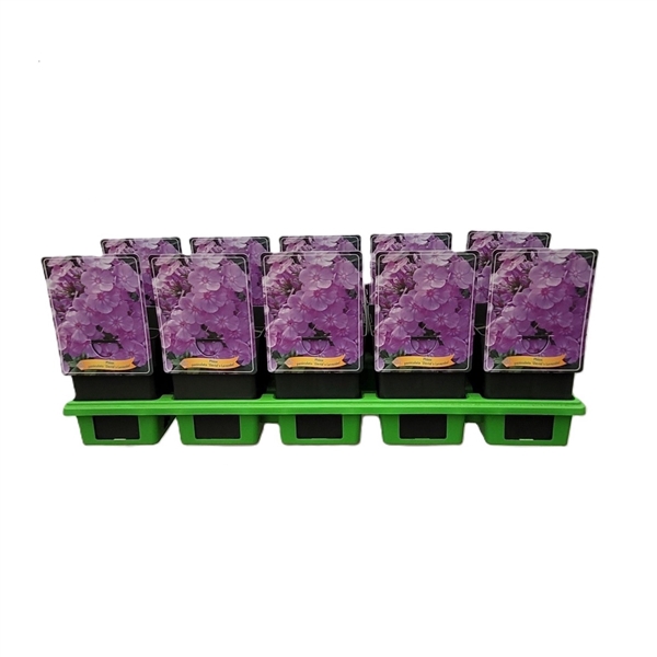 <h4>Phlox Paniculata Grp 'David Lavender' P11</h4>