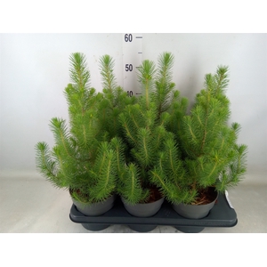 Pinus pinea 'Silver Crest'