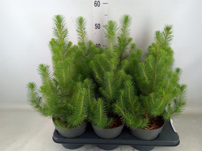 <h4>Pinus pinea 'Silver Crest'</h4>
