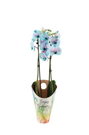 <h4>Phal I Am Bubblegum 2 Tak 14+ Potcover</h4>