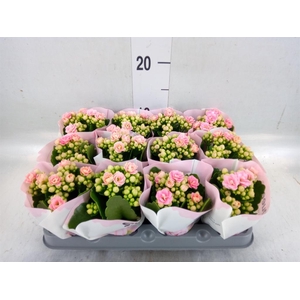 Kalanchoe   ...mini