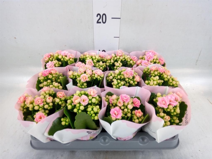 <h4>Kalanchoe   ...mini</h4>