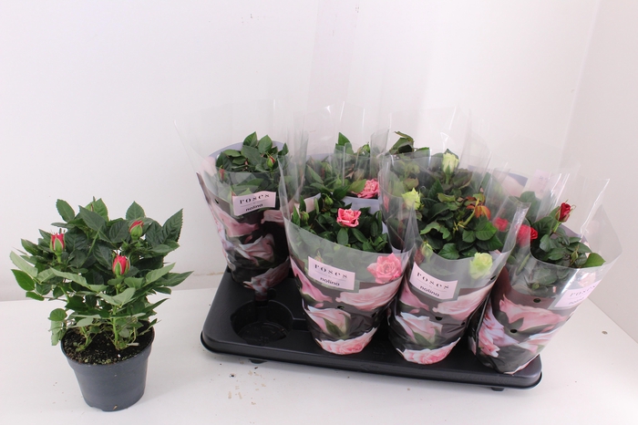 <h4>RO PATHIT GEM 5 SRT</h4>