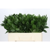 Ruscus Hypophyllum