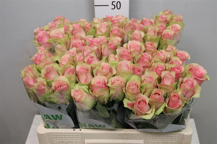 <h4>R Gr Belle Rose</h4>