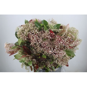 Photinia Blooming P Bunch