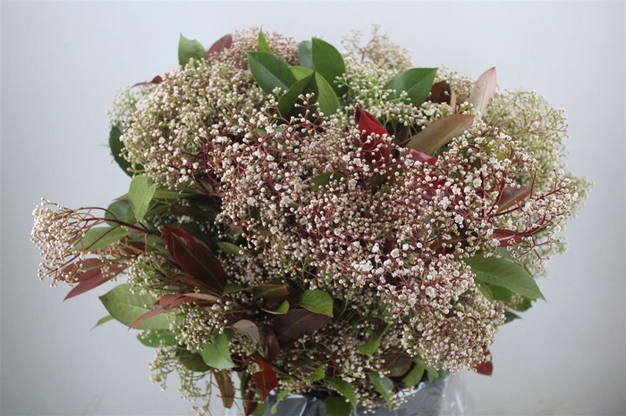 <h4>Photinia Blooming P Bunch</h4>