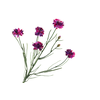 Centaurea Cyanus Magenta