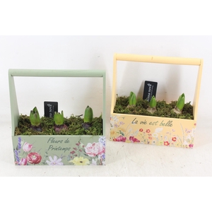 arr4 Hyacint RN - Hengselkist green yellow