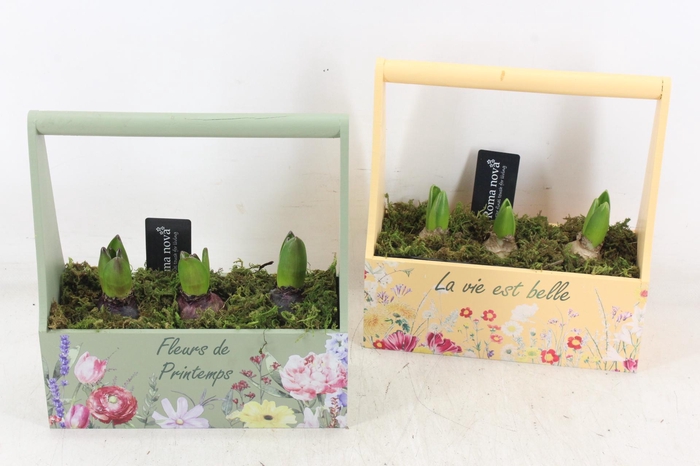 <h4>arr4 Hyacint RN - Hengselkist green yellow</h4>