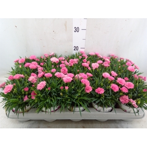 Dianthus  'I Love U'