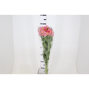 ALSTROEMERIA CHANEL 080 CM