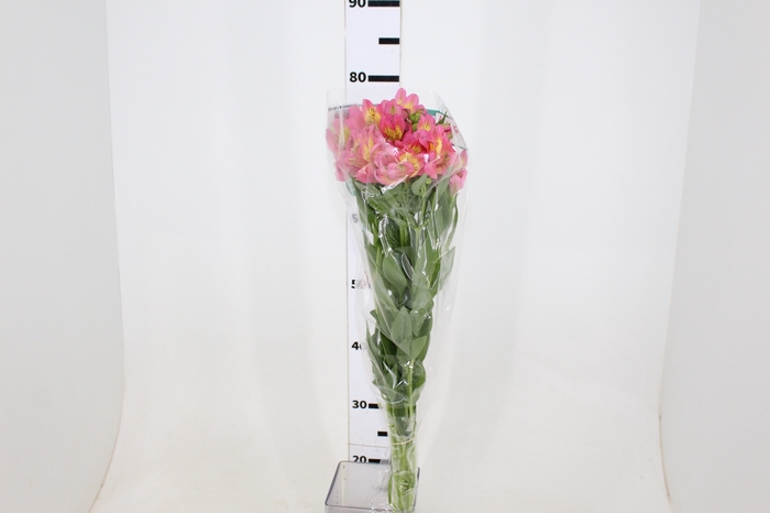 ALSTROEMERIA CHANEL 080 CM