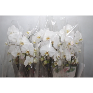 PHALAENOPSIS CASCATA P15 BRANCO 2 HT