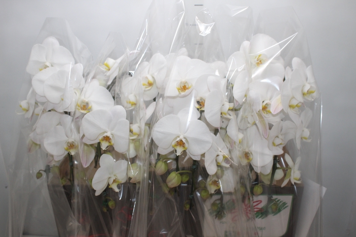 <h4>PHALAENOPSIS CASCATA P15 BRANCO 2 HT</h4>
