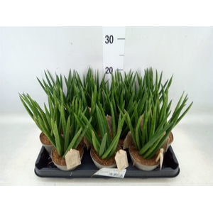 Sansevieria cyl.  ...