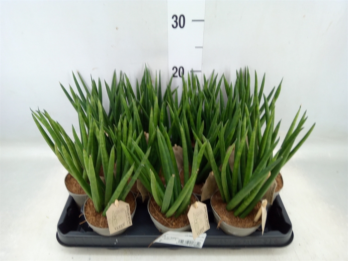 <h4>Sansevieria cyl.  ...</h4>