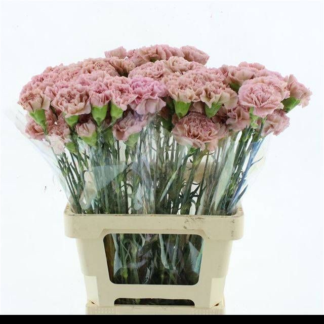 <h4>DI ST LEGE PINK</h4>