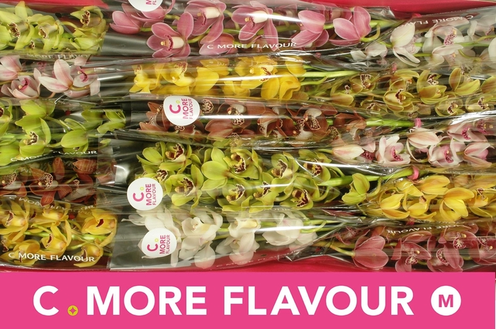 <h4>CYMB MI GEM</h4>