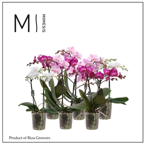 Phalaenopsis Multi White Purple Pink Mix 2 spike – 12cm | Mimesis