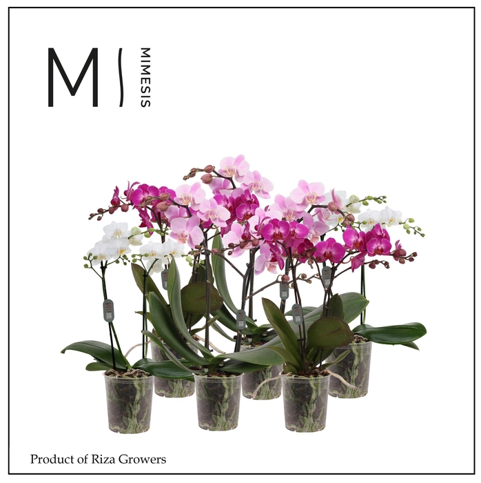 <h4>Phalaenopsis Multi White Purple Pink Mix 2 spike – 12cm | Mimesis</h4>