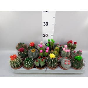 Cactus   ...decorated