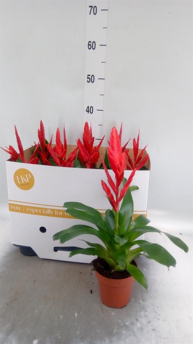 <h4>Vriesea  'Twinkle'</h4>