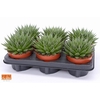 Aloe Aristata Magic SuPure® 12 ROCKS, beperkt leverbaar