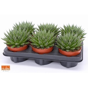 Aloe Aristata Magic SuPure® 12 ROCKS, beperkt leverbaar