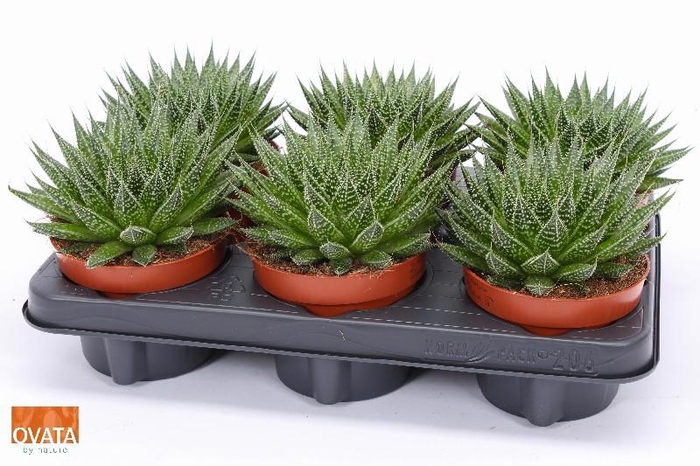 <h4>Aloe Aristata Magic SuPure® 12 ROCKS, beperkt leverbaar</h4>