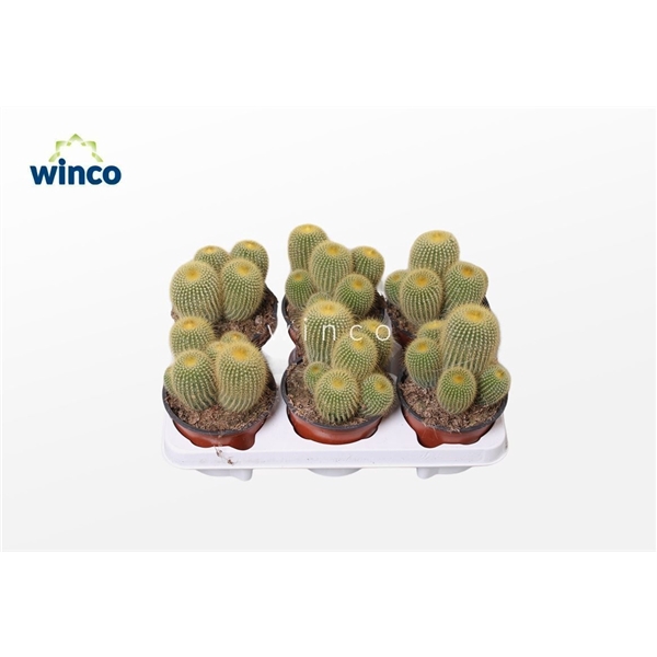 <h4>Notocactus Leninghausii (group)</h4>