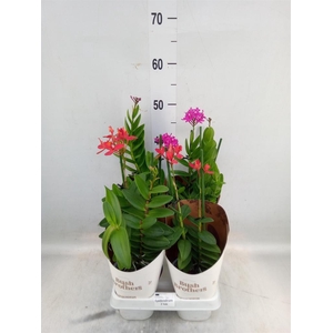 Epidendrum   ...