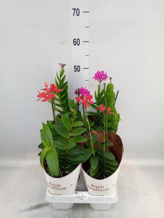 <h4>Epidendrum   ...</h4>