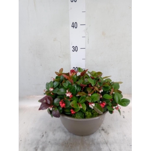 Gaultheria proc.